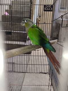 Green Cheeked Conure Male Single