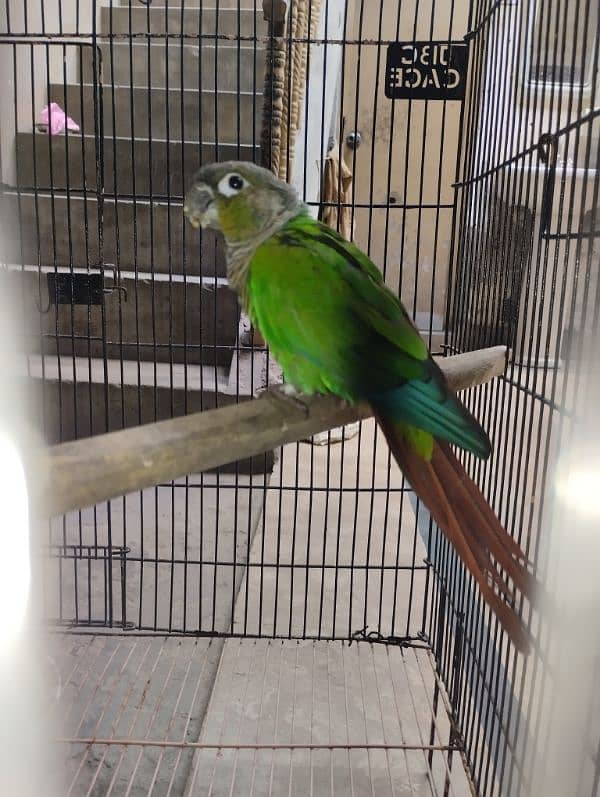 Green Cheeked Conure Male Single 0