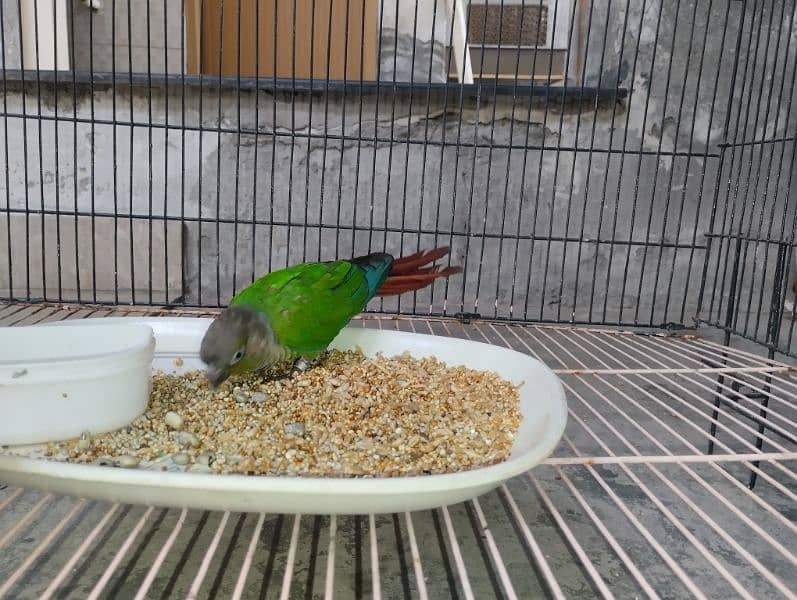 Green Cheeked Conure Male Single 1