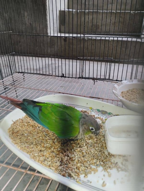 Green Cheeked Conure Male Single 2