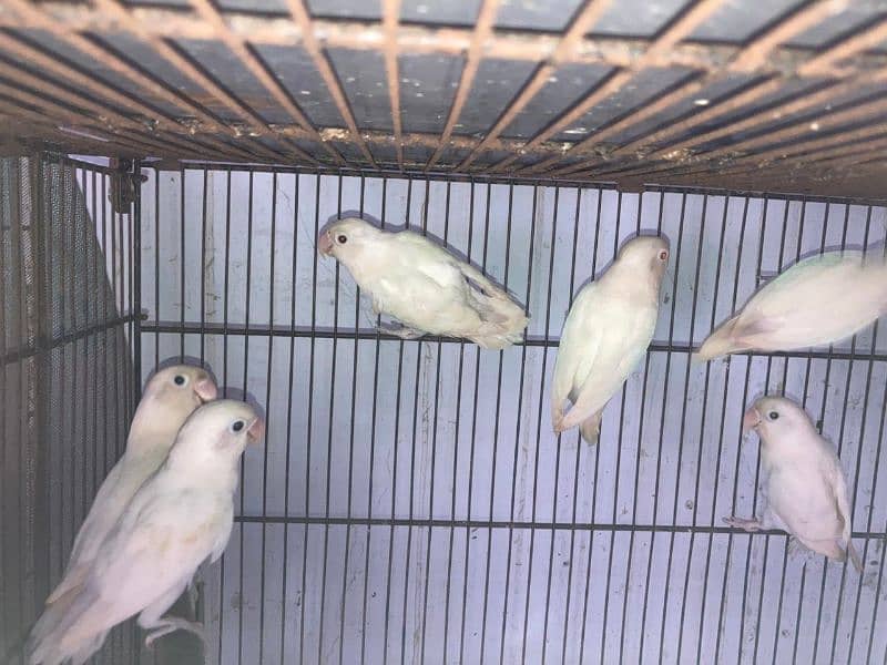 albino red eyes , albino black eyes ,albino parblue 9