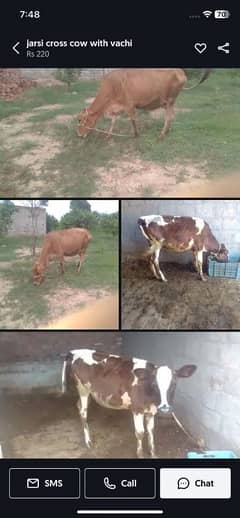 jarsi cross cow