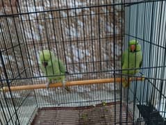 mithu (pair)