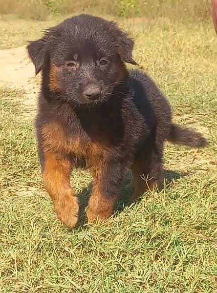 German Shepherd Double coatmaleage2monthforsale 2