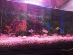 Big size fully furnished aquarium for sale