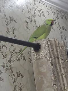 Big size perrot for urgent sale . . 0