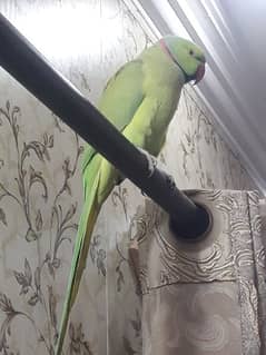 Big size perrot for urgent sale . .