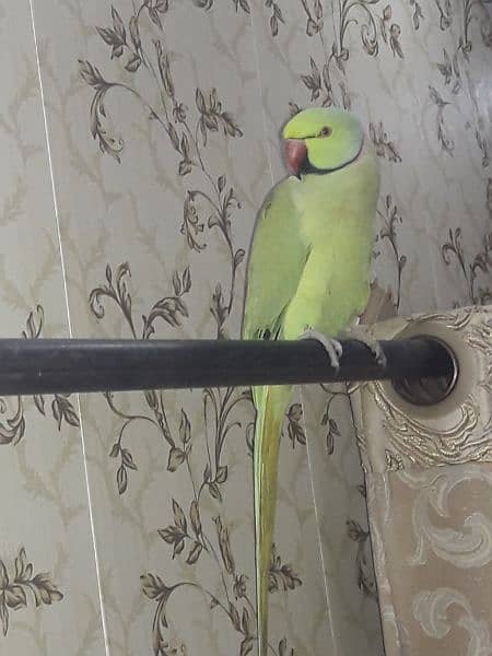 Big size perrot for urgent sale . . 2