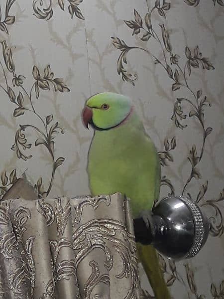 Big size perrot for urgent sale . . 4