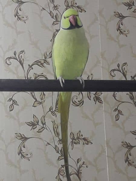 Big size perrot for urgent sale . . 5