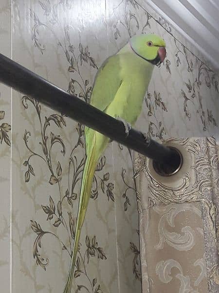 Big size perrot for urgent sale . . 6