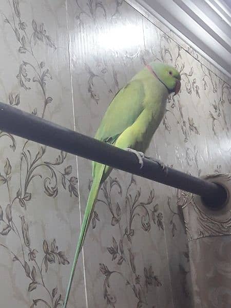 Big size perrot for urgent sale . . 8