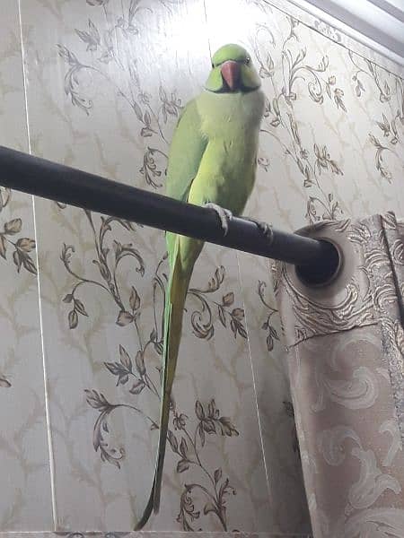 Big size perrot for urgent sale . . 9