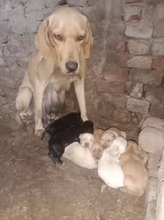 painter or Labrador ka crass h g beautiful puppy