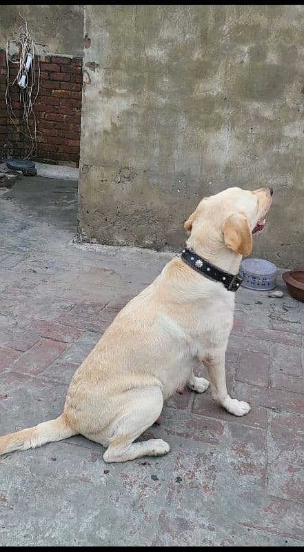 British Labrador for sale 0