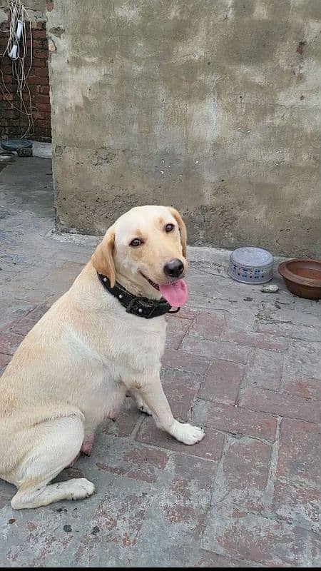 British Labrador for sale 1