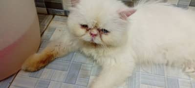 Persian male cat