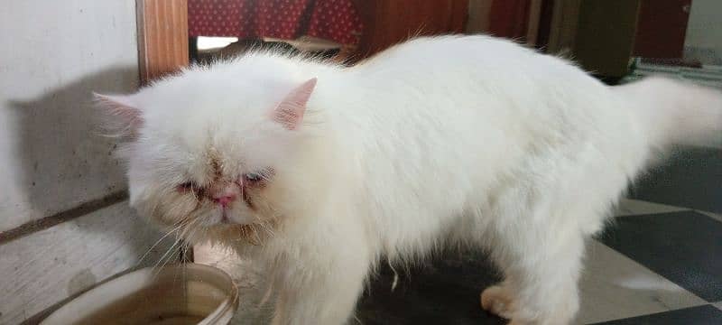 Persian male cat 5