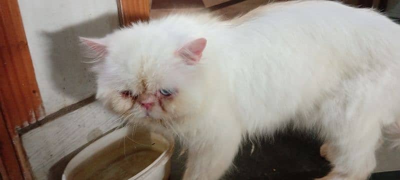 Persian male cat 6