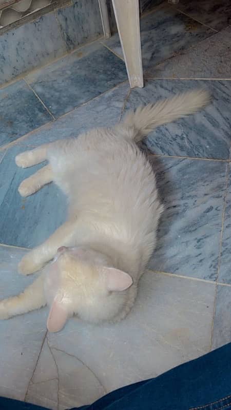 pure persian male cat adult 0