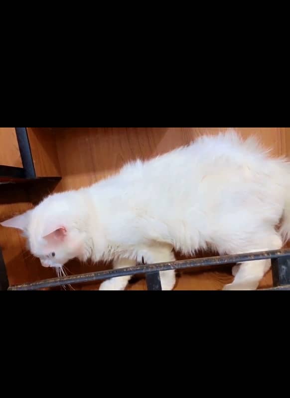 pure persian male cat adult 2