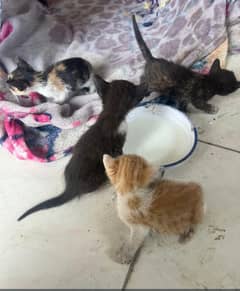 kittens for sale 1 months old