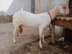 khoobsuart bakri for sale