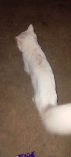 im selling himalayan cat