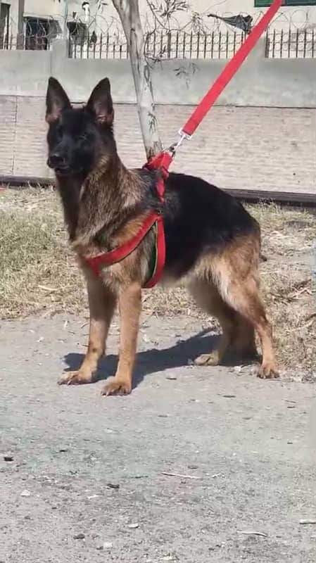 german shepherd 2