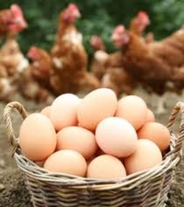 Desi eggs available 3