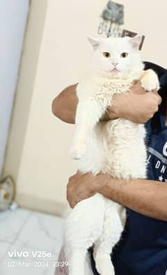 Adult Persian cat white color