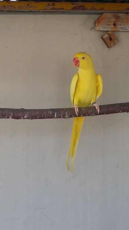 yellow Ring neck female 1