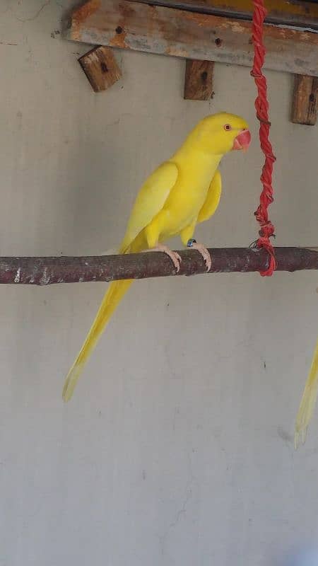 yellow Ring neck female 3