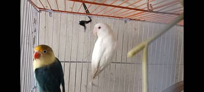 Love bird Albino red eye parblue ino Gareen birds