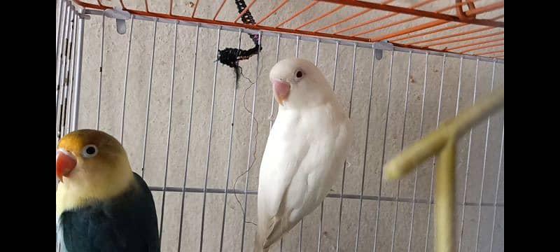 Love bird Albino red eye parblue ino Gareen birds 1