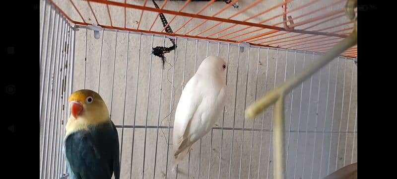 Love bird Albino red eye parblue ino Gareen birds 2