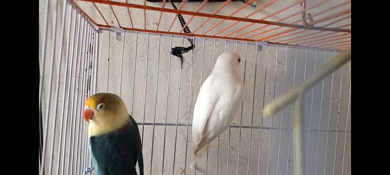 Love bird Albino red eye parblue ino Gareen birds 3