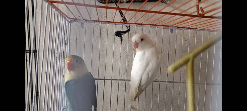 Love bird Albino red eye parblue ino Gareen birds 4