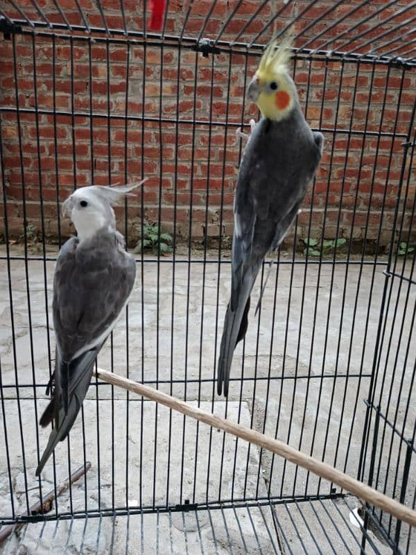 parrots merge 2 side cage available 1