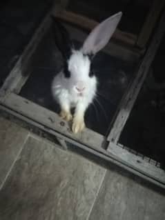 RABIT