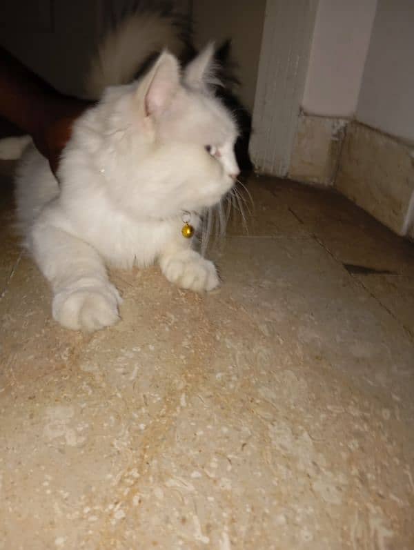 Persian cat for sale 1