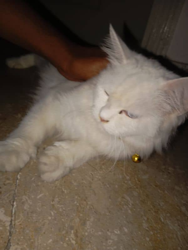 Persian cat for sale 2