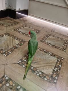 Raw parrot for sale talking krta h