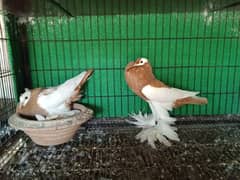 fancy pigions , yellow megpai reverse, bredar pair for sale