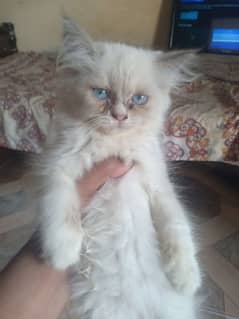 triple coated Persian female kitten with blue eyes