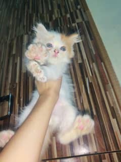 pure Persian punch face kittens for sale 0