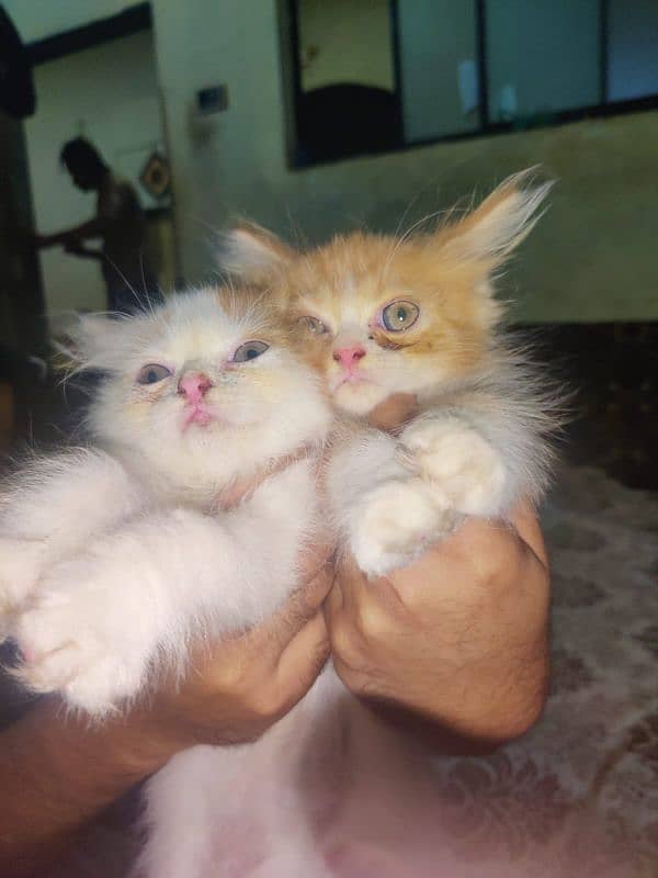 pure Persian punch face kittens for sale 1