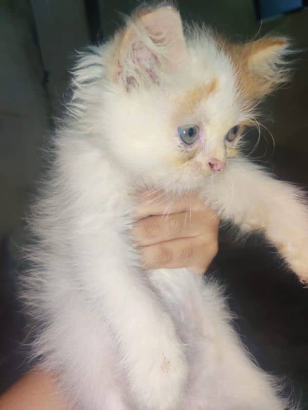 pure Persian punch face kittens for sale 2