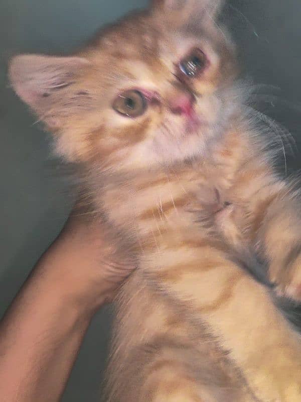 pure Persian punch face kittens for sale 3