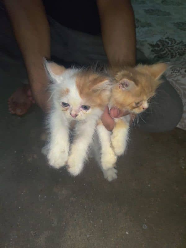 pure Persian punch face kittens for sale 4